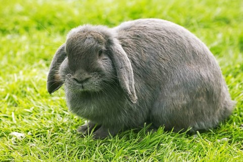 French hanging-eared rabbit, adult on grass