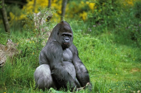 EASTERN TIEFLAND GORILLA (gorilla gorilla) graueri, MALE SITTING ON GRASS