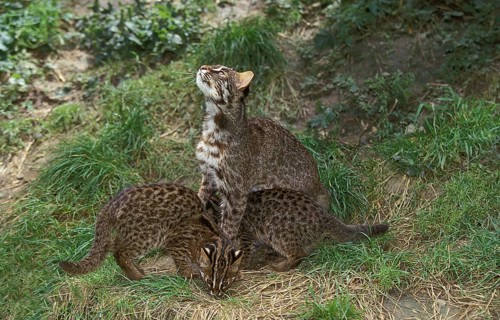 Leopard cat (prionailurus bengalensis), female with kitten