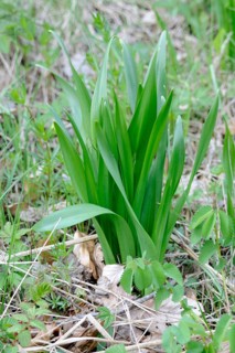 Colchium autumnale