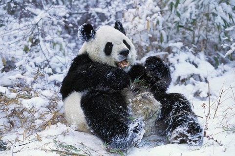 Giant Panda (ailuropoda melanoleuca), Adult on Snow, Wolong Reserve in China