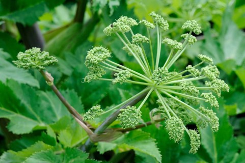 Genuine angelica, medicinal angelica (Angelica archangelica)