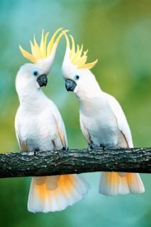 Triton Cockatoos (Cacatua galerita triton), Great Sulphur-crested Cockatoo