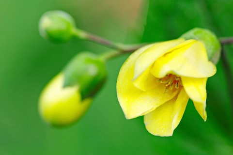 Yellow Wax Bells (Kirengeshoma palmata), Yellow Waxbells, Japanese Waxbell