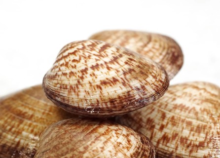 Sea Almond, Common Velvet Mussel, Sea Almond, Common Velvet Mussel, Other animals, Mussels,