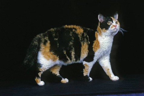 American wirehaired domestic cat, adult against black background