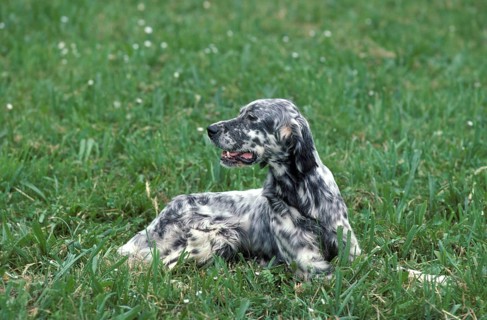English Setter dog, adult lying on grass