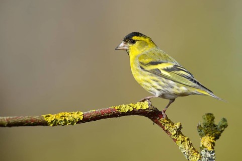 Eurasian siskin (Carduelis spinus) (Spinus spinus) male, Lower Saxony, Germany, Europe
