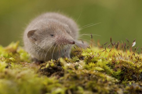 Greater white-toothed shrew (Crocidura russula) Rhineland-Palatinate, Germany, Europe