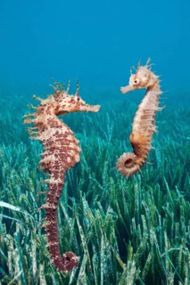 Long-snouted Seahorses (Hippocampus ramulosus) (Hippocampus guttulatus), Costa Brava, Spain, Europe