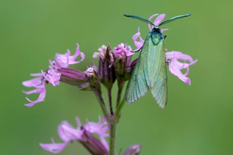 Green Forester (Adscita statices) Rhineland-Palatinate Germany