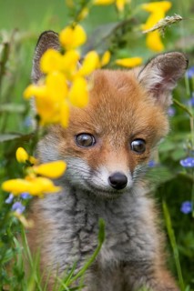 Red Fox (vulpes vulpes), Cub with Yellow Flowers, Normandy