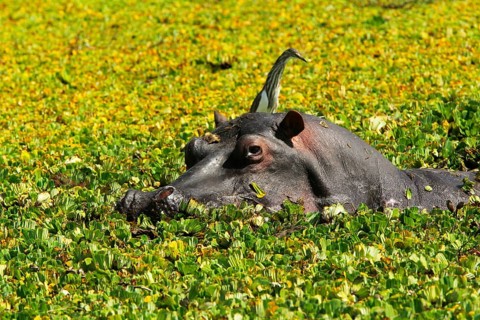Hippopotamus (hippopotamus amphibius), Adult standing in Swamp full of Water Lettuce, Masai Mara