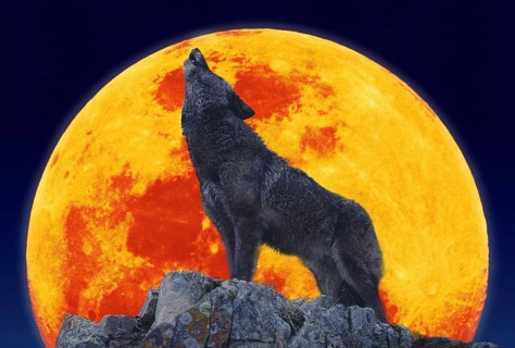 EUROPEAN WOLF (canis lupus), ADULT BAYING AT THE MOON