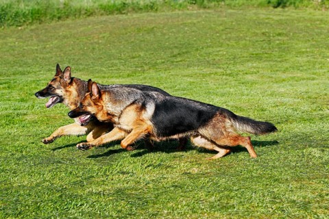 German Shepherd Dog, Adults running on Grass
