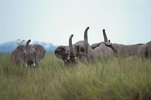 African Elephant (loxodonta africana), Adults nervous with Trunk raised, Masai Mara park in Kenya