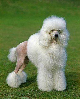 White giant poodle, adult standing on grass