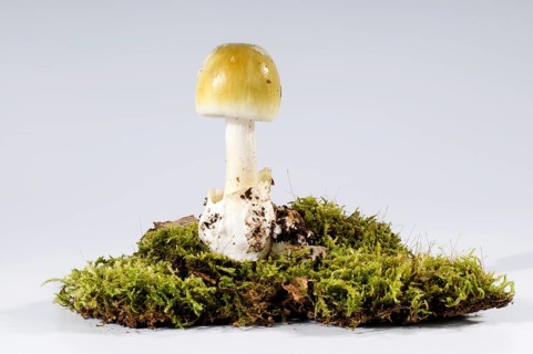 Amanita phalloides (Amanita phalloides), tuber leaf fungus