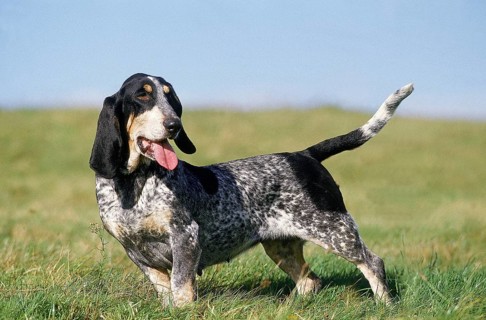 GASCONY BLUE BASSET OR BASSET BLEU DE GASCOGNE, adult ON GRASS