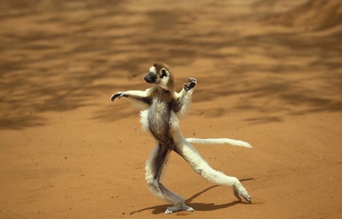 Verreaux's Sifaka (propithecus verreauxi), Adult Hopping across open Ground, Berent Reserve in