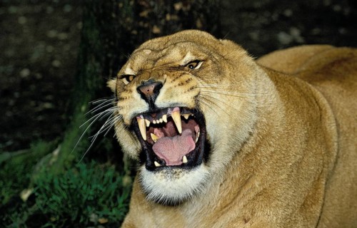 African Lion (panthera leo), Portrait of Female in Defensive Posture