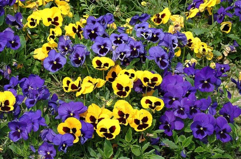 Flower Border with Pansies, viola sp