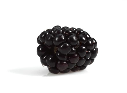 Blackberries (morus) Fruit against White Background