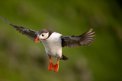 Puffin (Fratercula arctica) in flight, Bird Island Runde, Norway, Europe