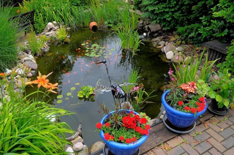 Garden pond with goldfish
