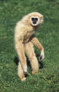 White-handed gibbon (hylobates lar), adult standing on hind legs