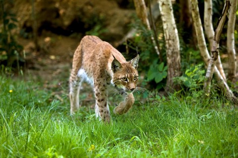 Eurasian lynx (lynx lynx wrangeli), adult walking on grass