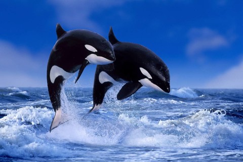 Killer whales (Orcinus orca)