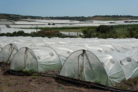 Greenhouses, Cape, Vegetable Growing, Foil Greenhouse, Foil Greenhouses, Portopalo di Capo Passero,