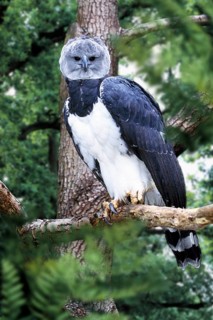 Harpy Eagle (Harpia harpyja), Harpyie /