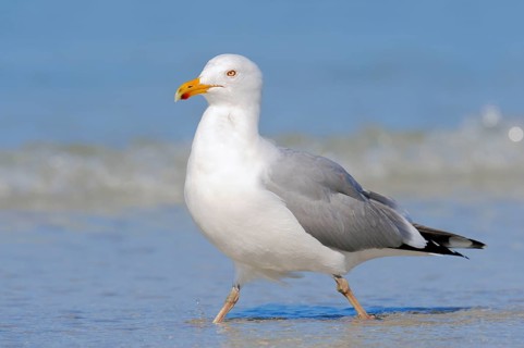 Herring Gull (Larus argentatus), Florida, USA, North America