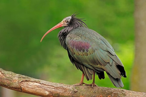 Northern bald ibis (Geronticus eremita)