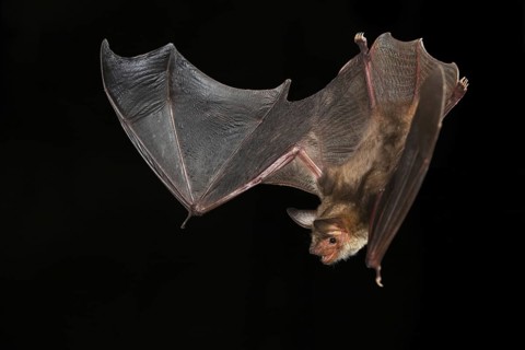 Greater Mouse-eared Bat (Myotis myotis), Germany, Europe