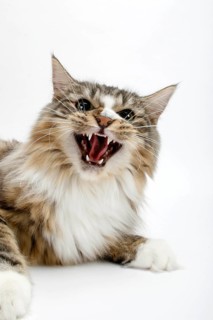 Norwegian Forest Cat