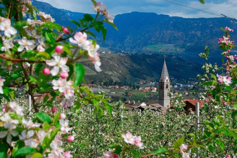Apple cultivation, apple blossom, Vinschgau, Stubai Alps, South Tyrol, Val Venosta, Alto Adige,