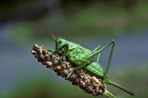 Great Green Brush Cricket (tettigonia viridissima)