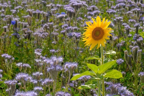 Sunflower (Helianthus annuus), single sunflower in (phacelia) field, lacy phacelia (Phacelia
