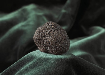Perigord Truffle (tuber melanosporum)
