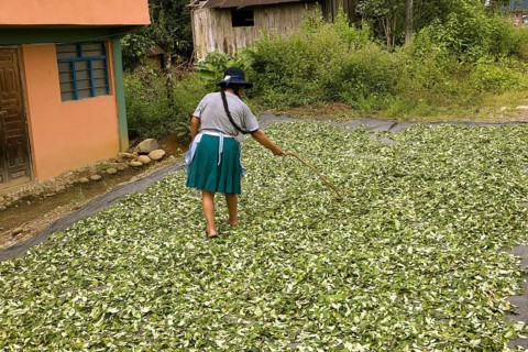 Coca (erythroxylum coca), cocaine production, drying of the leaves in the village of Pilcopata,