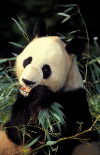 Giant Panda (ailuropoda melanoleuca), Adult eating Bamboo Leaves, Wolong Reserve in China