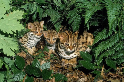 LEOPARD CAT (prionailurus bengalensis), FEMALE WITH CUB