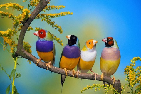 Gouldian finches (Chloebia gouldiae)