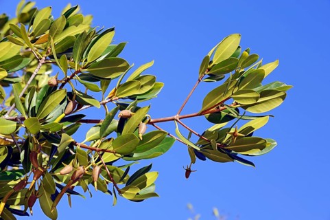 Red Mangrove (Rhizophora mangle), branch with seedlings, Sanibel Island, Florida, USA, seedling,