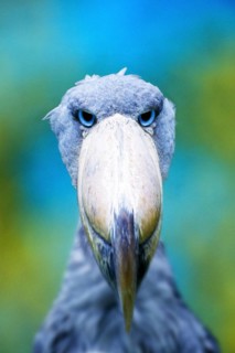 Shoebill (Baleaniceps rex), Whale-headed Stork