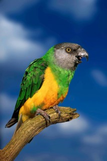 Senegal Parrot (Poicephalus senegalus), yawning, Mohrenkopfpapagei, gaehnend, [Afrika, africa,