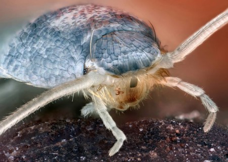 Portrait of an s (Lepisma saccharina) on a stone